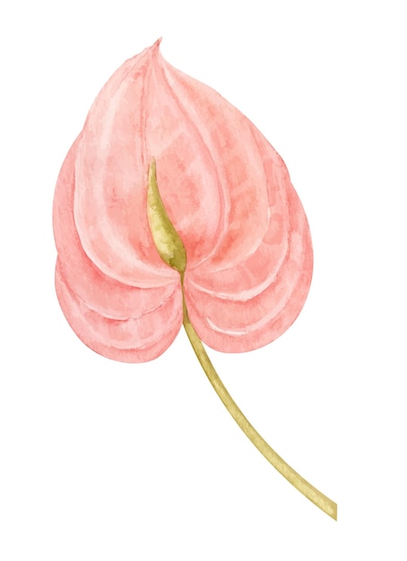 Acquerello Anthurium fiore rosa Illustrazione disegnata a mano di pianta esotica tropicale su sfondo isolato Disegno botanico per biglietti di auguri o inviti di nozze in stile giungla Schizzo colorato