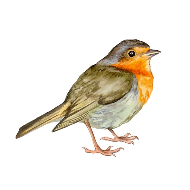 Acquerello Bird Robin disegnato a mano