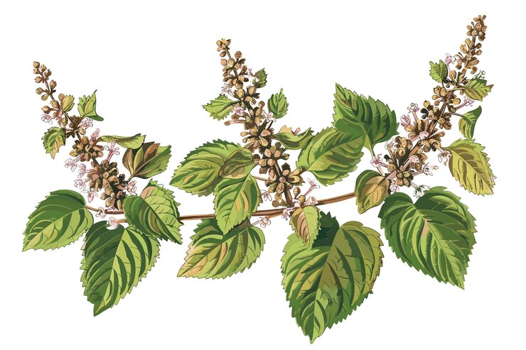 Vettore acquerello di erba di menta con singoli elementi illustrativi