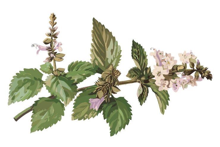 Vettore acquerello di erba di menta con singoli elementi illustrativi