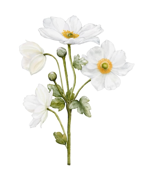 Acquerello di fiori di anemoni bianchi in fiore
