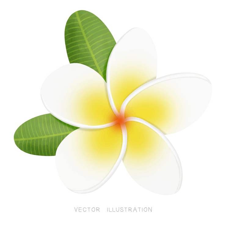 Acquerello di Frangipani Plumeria fiore tropicale su sfondo bianco Illustrazione vettoriale