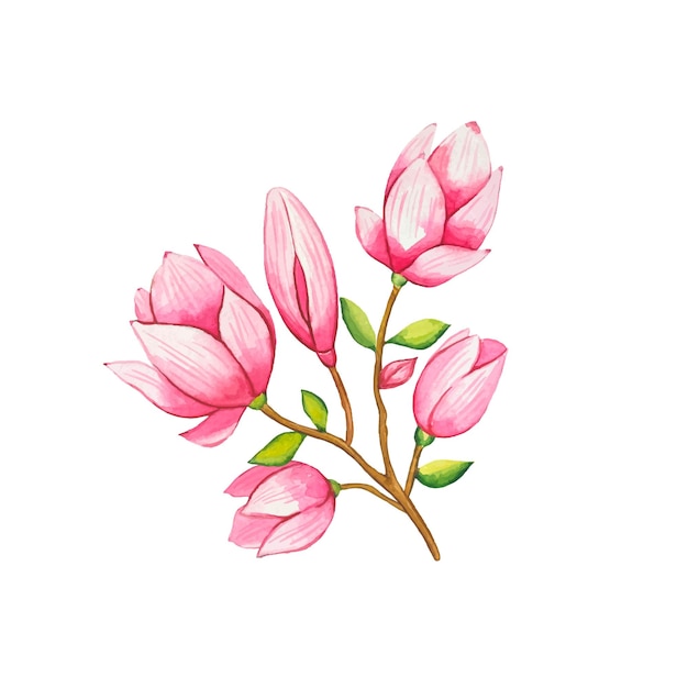 Acquerello di magnolia rosa in fiore disegnato a mano.
