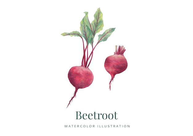 Acquerello disegnato a mano Beetoot