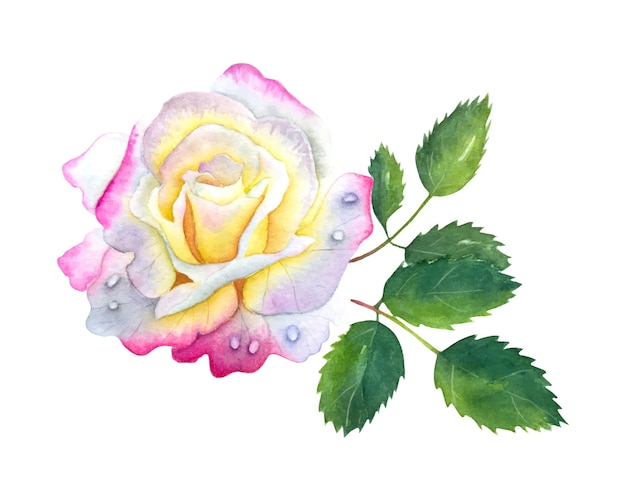 Acquerello disegnato a mano rosa bianca e rosa con foglie verdi
