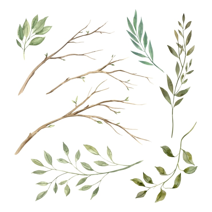 Vettore acquerello set di rami primaverili foglie verdi e erbe l'illustrazione è disegnata a mano su un isolato