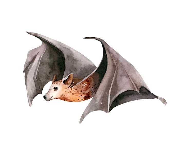 Vettore acquerello volante volante dormiente pipistrello di frutta nera bar volante