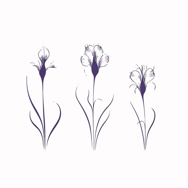 Affascinante illustrazione vettoriale di un fiore di iris