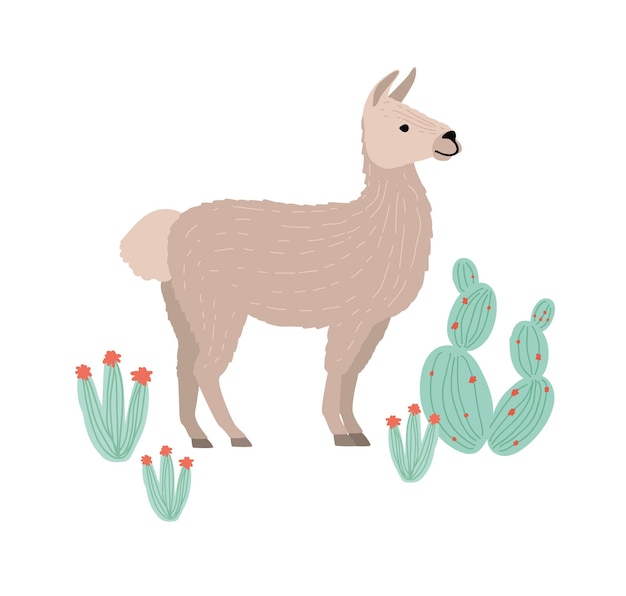 Affascinante lama, cria o alpaca isolato su superficie bianca