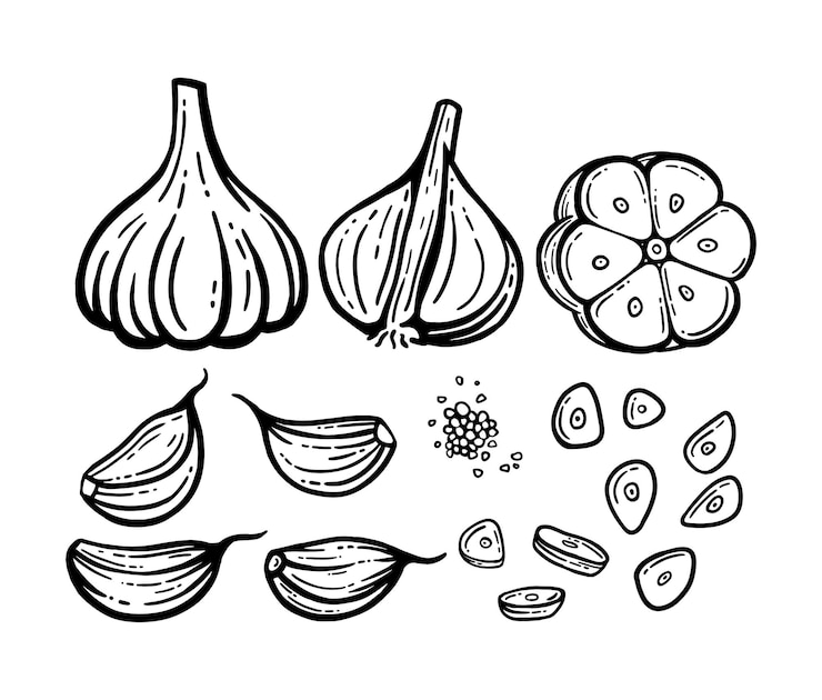 Vettore aglio insieme. illustrazioni disegnate a mano. aglio tritato vettoriale, semi.