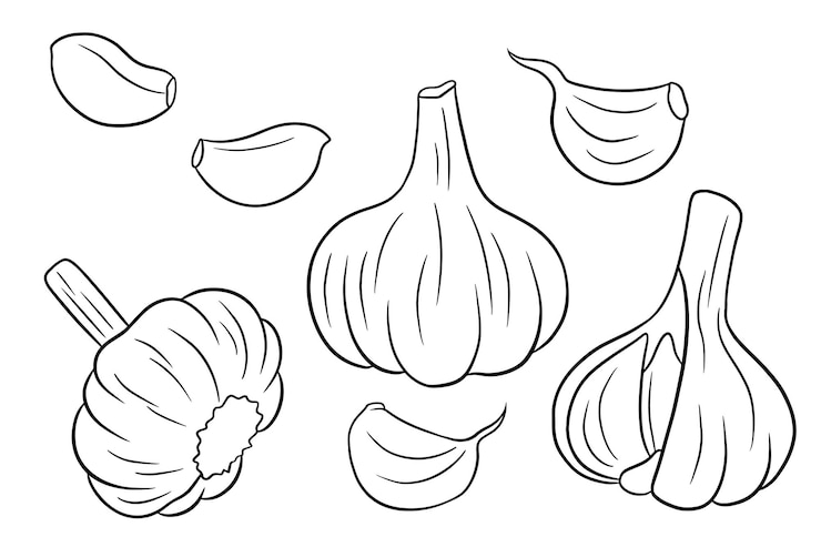 Vettore aglio insieme. testa d'aglio, chiodi di garofano, pelati e decorticati. in linea con stile. illustrazione vettoriale per design e decorazione.