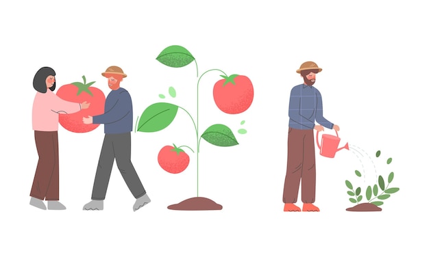 Agricoltore maschio e femmina che lavorano nell'irrigazione del giardino e trasportano set vettoriale di pomodori