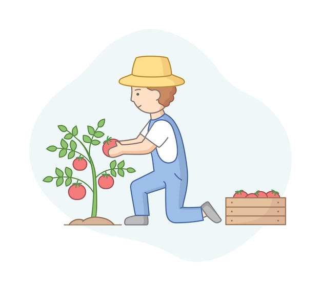 Agricoltore Raccogliendo Pomodori Rossi Da Bush In Scatola Di Legno. Personaggio maschile In tuta e cappello che lavora nel giardino del mercato.