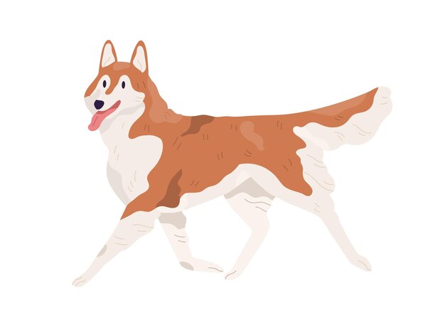 Akita Inu cammina con la lingua fuori. Sorridente adorabile cagnolino. Buon Alaskan Malamute in partenza. Illustrazione vettoriale piatta colorata isolata su sfondo bianco.