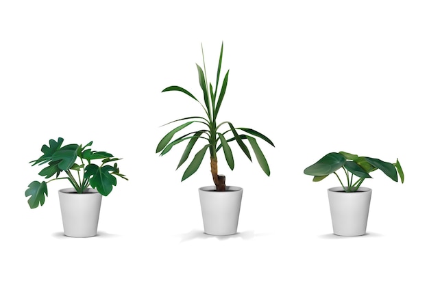 Alberi 3D pianta d'appartamento naturale realistica pianta tropicale in vaso bianco decorazione d'interno palma verde e ficus fogliame esotico giardino domestico set di elementi interni isolati vettori