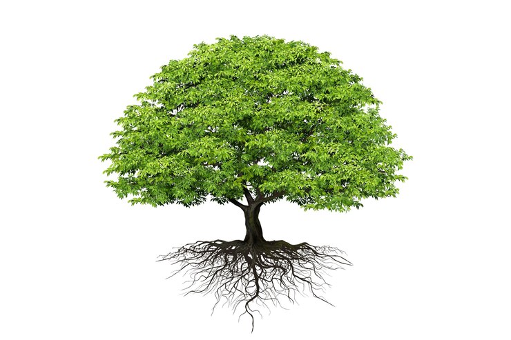 Alberi realistici su sfondo bianco