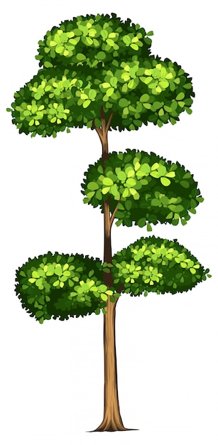 Albero alto sfondo bianco