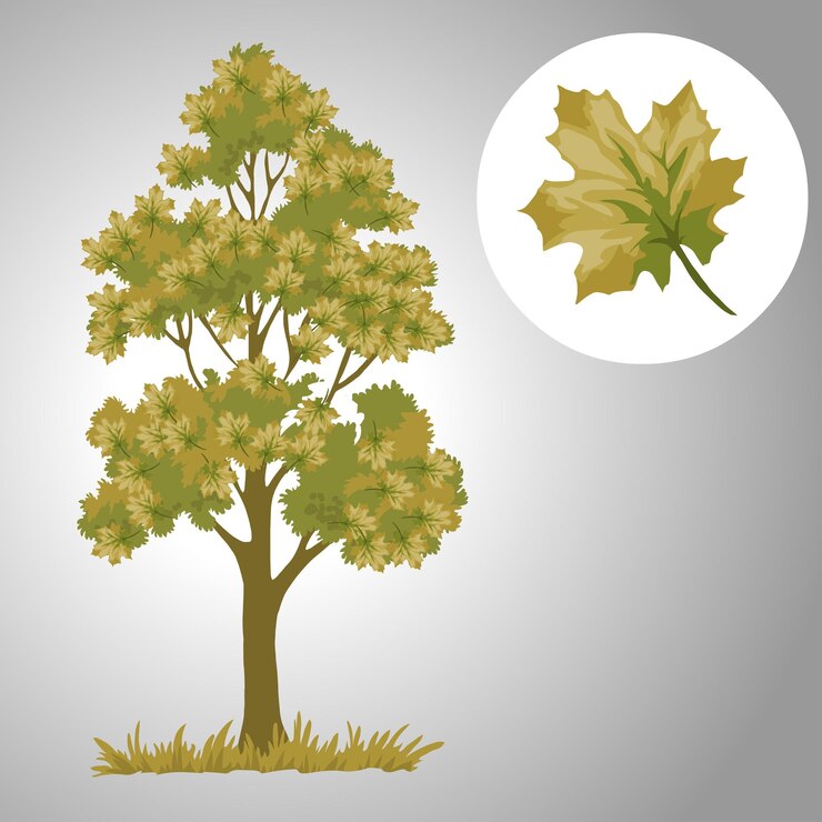 Vettore albero con illustrazione isolata foglia