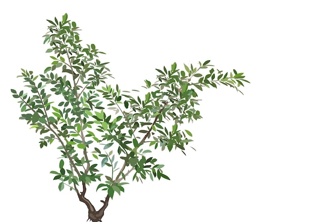 Albero di banyan vettoriale di colore verde con foglie isolate su sfondo bianco
