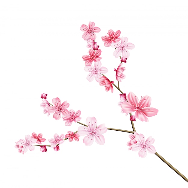 albero di sakura realistico con petalo rosa