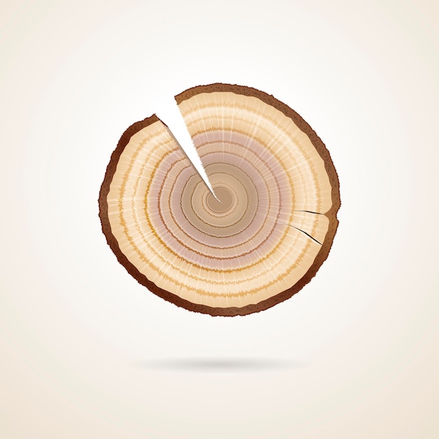 albero di sezione