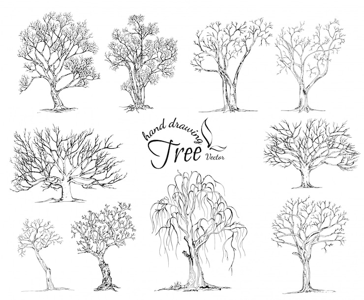 Albero disegnato a mano isolato su sfondo bianco