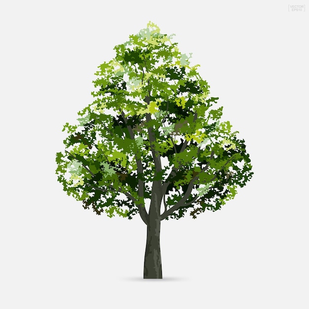 Albero isolato su sfondo bianco. Utilizzare per la progettazione del paesaggio, decorativo architettonico. Idea di parco e oggetto da esterno. Illustrazione vettoriale.