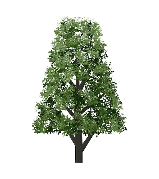 Albero verde isolato su sfondo bianco Oggetto paesaggistico per elementi grafici all'aperto