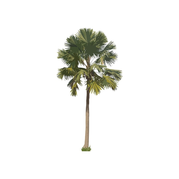 Albero verde su sfondo bianco