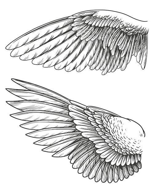 Ali d'angelo, schizzo di illustrazione vettoriale disegnato a mano della collezione di ali di uccello