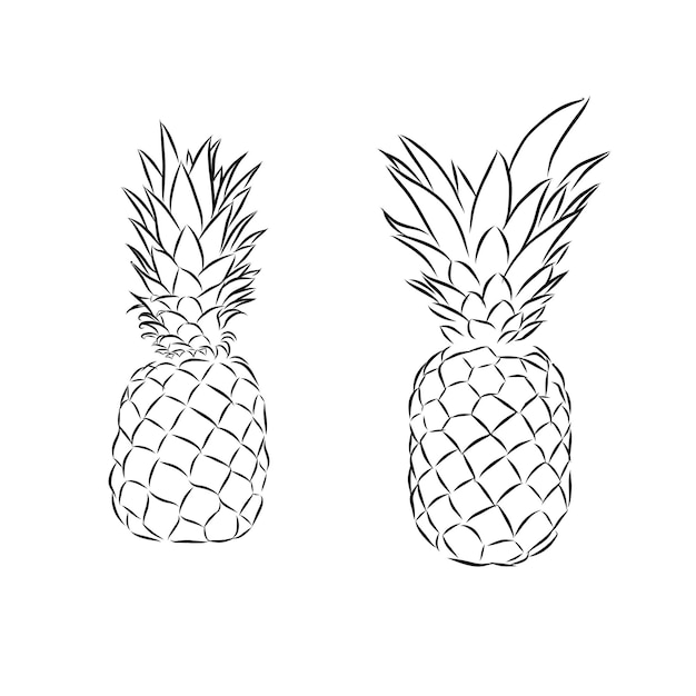Ananas isolato abbozzato a mano dell'inchiostro sull'illustrazione bianca di vettore del fondo