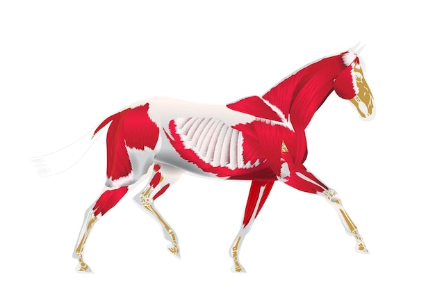 Anatomia del cavallo muscoloso Cavallo info grafica poster design
