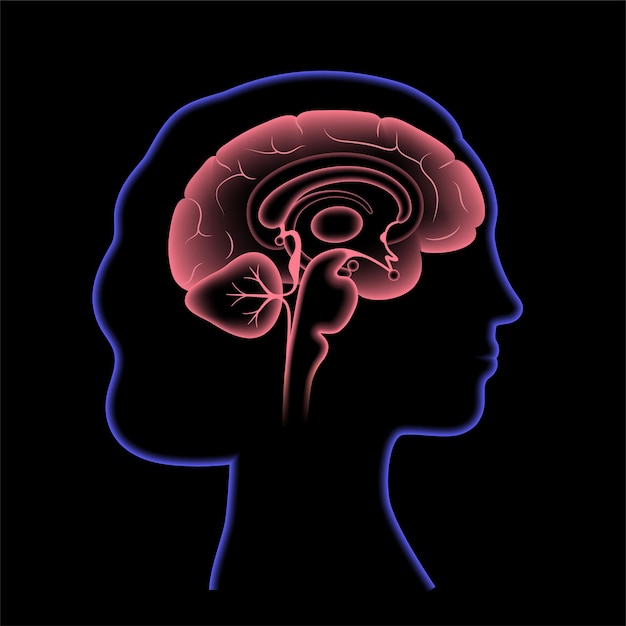 Anatomia del cervello umano su sfondo nero Sistema limbico e concetto di rete neurale Concetto di tecnologia della scienza digitale Poster medico della corteccia cerebrale e del cervello Illustrazione vettoriale 3D per la clinica
