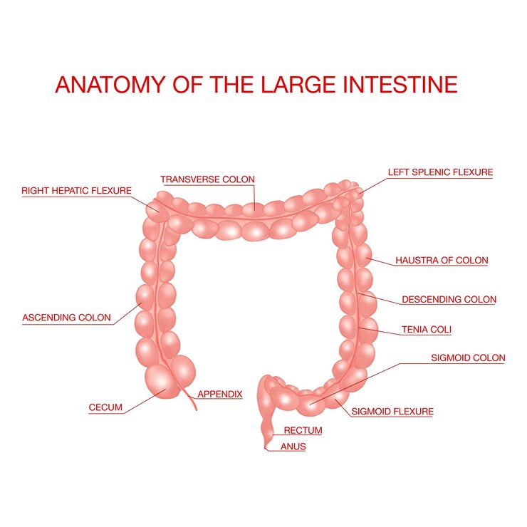 Anatomia del concetto di illustrazione medica dell'intestino crasso