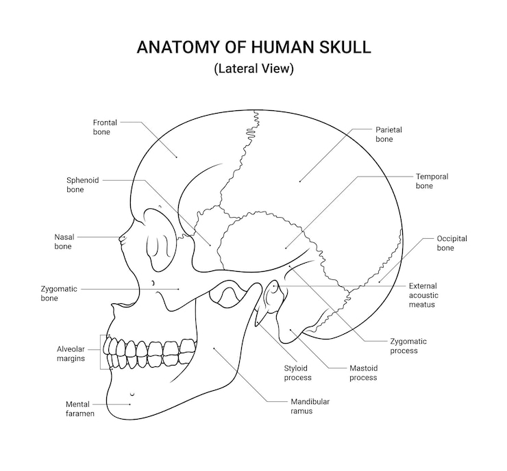 Vettore anatomia del cranio umano vista laterale in stile lineare
