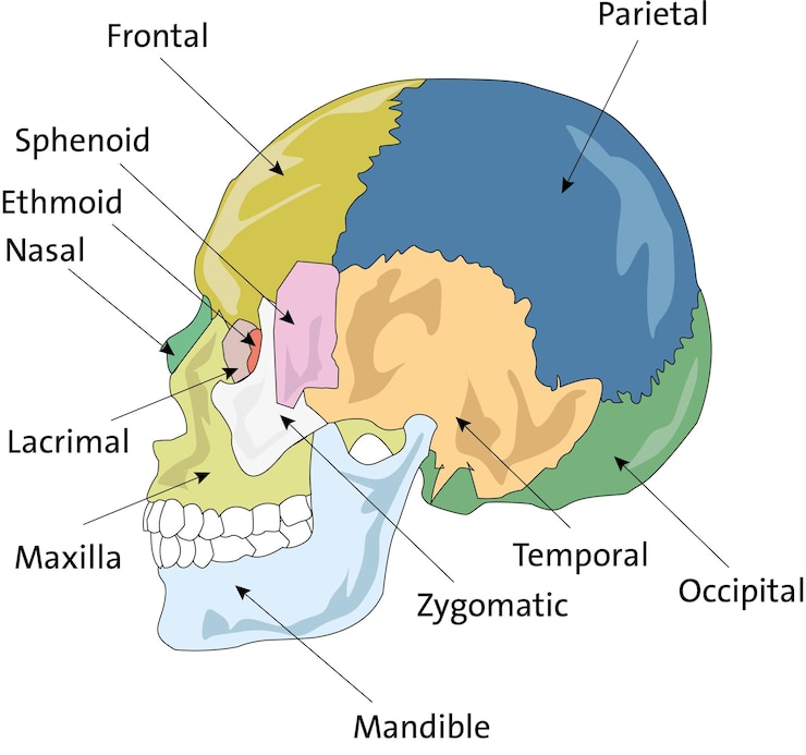 Vettore anatomia del cranio