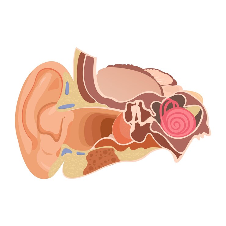 Vettore anatomia dell'orecchio umano la struttura interna delle orecchie l'organo dell'udito vettore illustrati