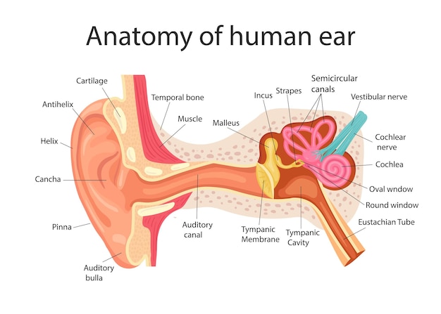 Anatomia dell'orecchio umano Struttura interna dell'illustrazione medica del vettore delle orecchie