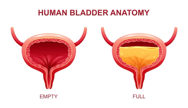 Anatomia della vescica umana Sistema urinario Illustrazione vettoriale isolata su sfondo bianco