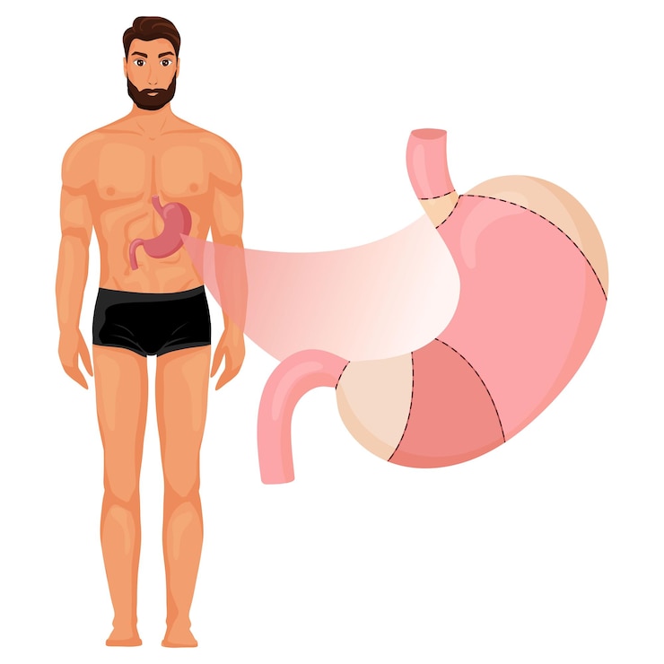 Vettore anatomia dello stomaco nel corpo umano