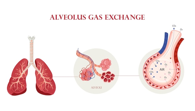 Anatomia polmonare umana struttura degli alveoli e schema di scambio gassoso