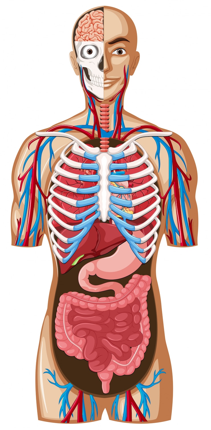 Vettore anatomia umana con sistemi diversi