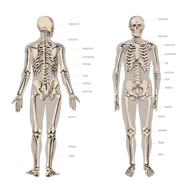 Anatomia umana, scheletro