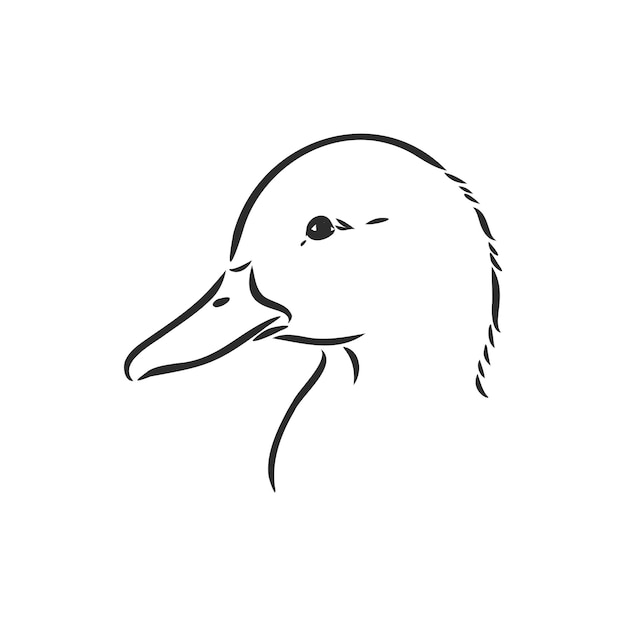 Anatra disegnata a mano animale illustrazione vettoriale schizzo vettoriale anatra su uno sfondo bianco
