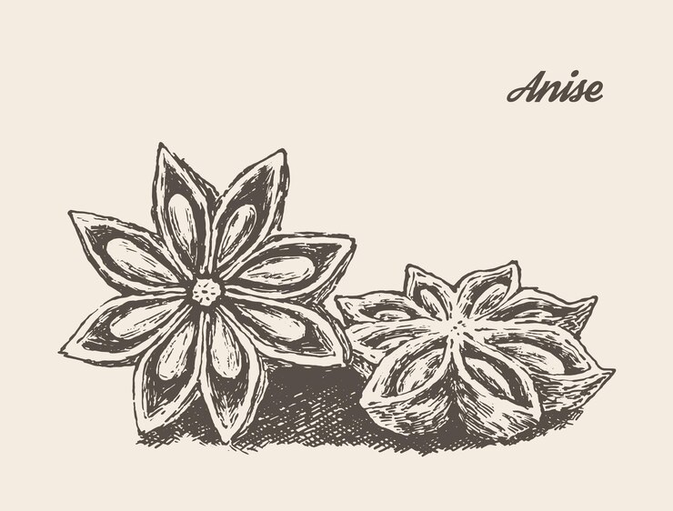 Vettore anice isolato su sfondo, illustrazione vettoriale vintage, disegnato a mano