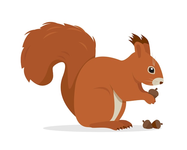 Animale scoiattolo con noci Carattere animale della foresta di mammiferi selvatici Scoiattolo rosso con coda soffice