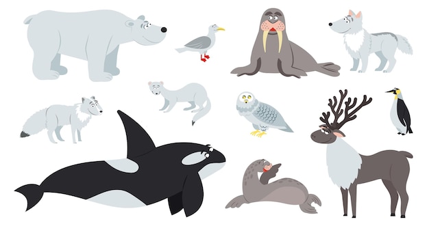 Animali artici Animale polare cartone animato carino orso pinguino tricheco divertimento piatto foca antartica polo nord fauna renna volpe infantile decente vettore set