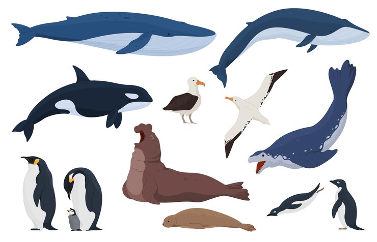 Vettore animali dall'antartide in stile cartone animato animali terrestri e subacquei predatori e uccelli delle regioni fredde illustrazione vettoriale