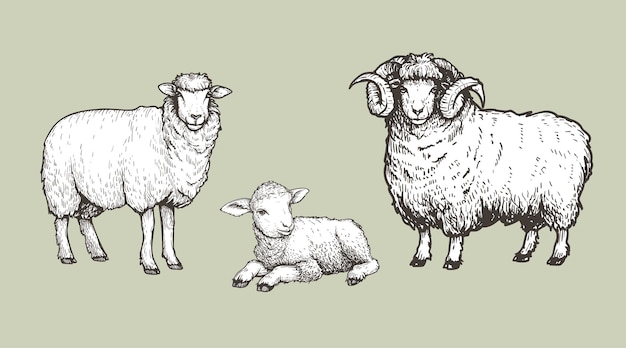 Animali domestici Set di pecore e agnelli Disegno a mano in stile vintage Illustrazioni vettoriali