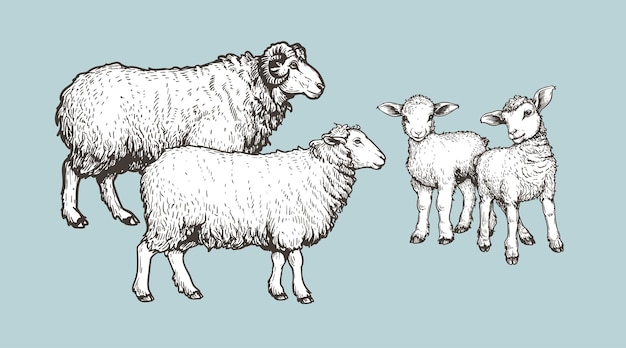 Animali domestici Set di pecore e agnelli Schizzo disegnato a mano in stile vintage Illustrazioni vettoriali